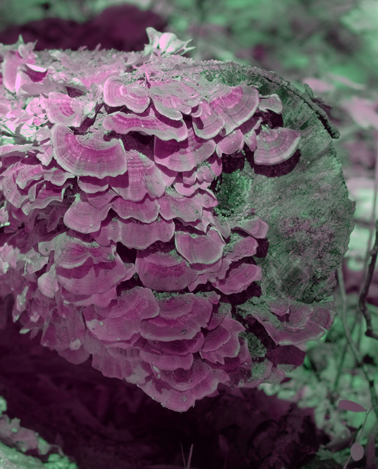 Monologue de la forêt, En cours / In progress