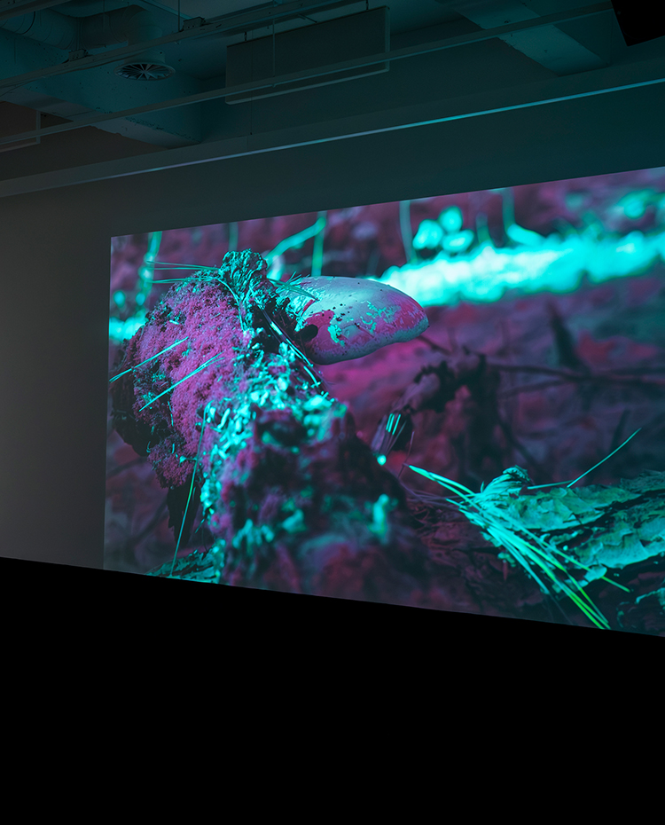 Monologue de la forêt — Forest Monologue, 2026 — Galerie UQO