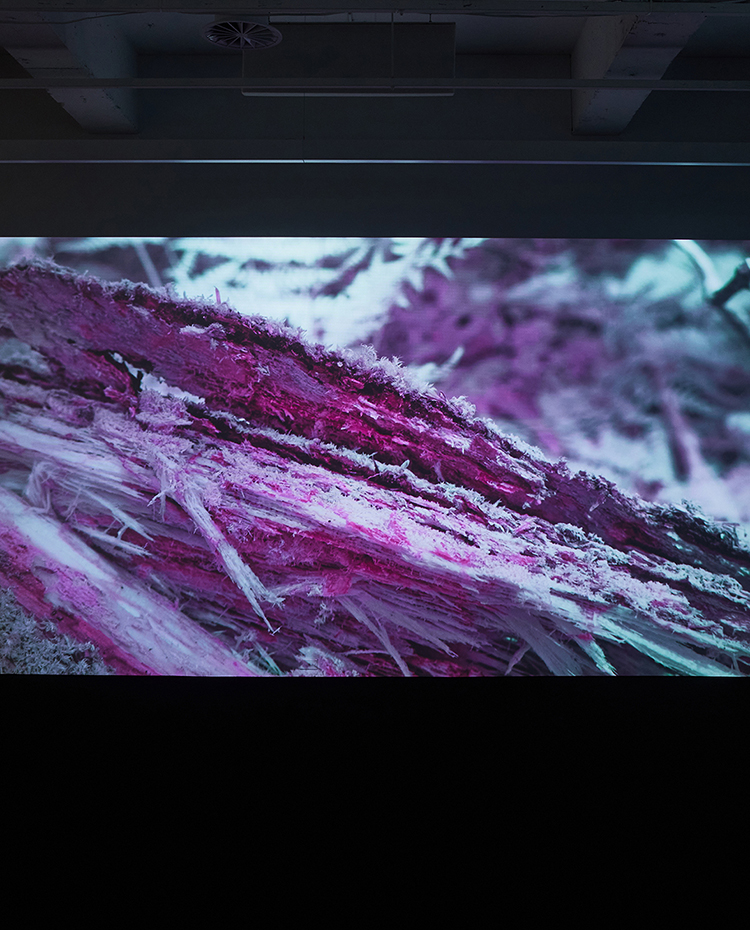 Monologue de la forêt — Forest Monologue, 2026