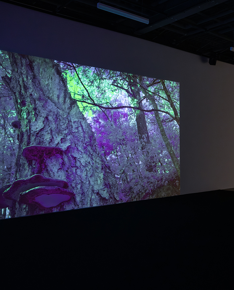 Monologue de la forêt — Forest Monologue, 2026 — Œil de poisson
