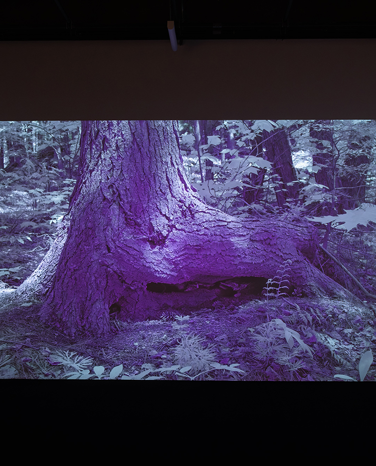 Monologue de la forêt — Forest Monologue, 2026